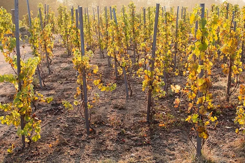 Culture de la vigne sur échalas