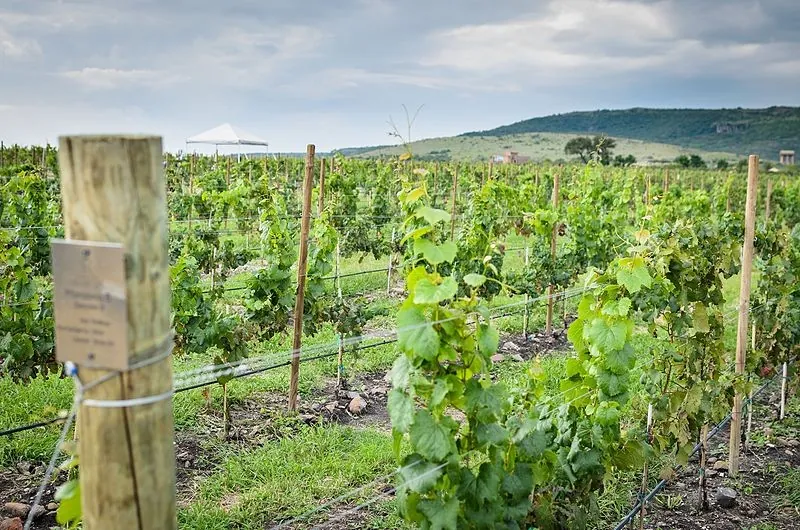 Palissage de la vigne en rangs sur fil de fer