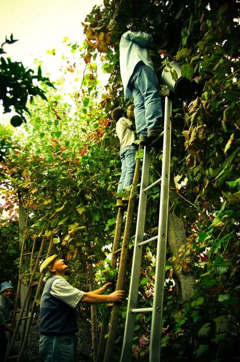 Culture de la vigne en hautains