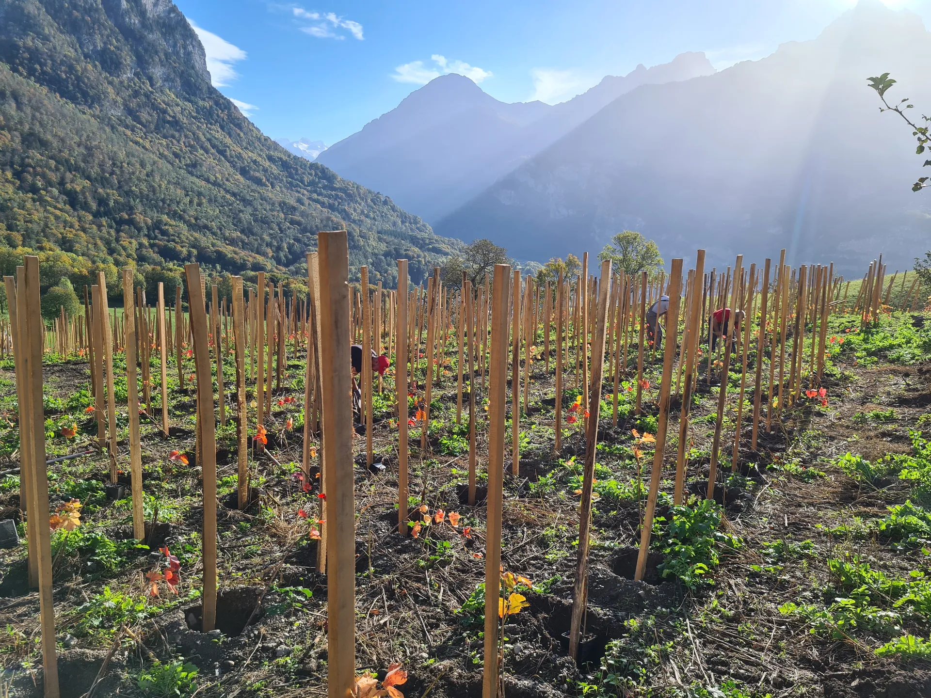 Échalas en acacia dans une jeune vigne