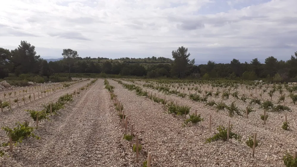 Marquants en acacia pour plantations en sol caillouteux