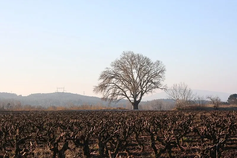 Conduite de la vigne sans palissage, taille en gobelet